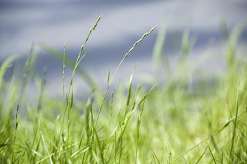 grass near the river, summer field