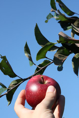 reifer Apfel wird geplückt