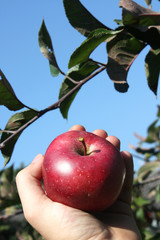saftiger Bio-Apfel 3