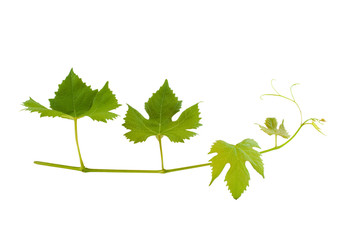 branch of wine leafs