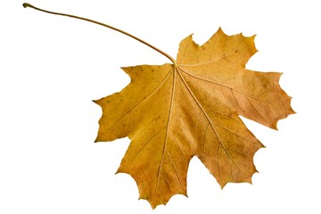 Yellow maple leaf on a white background