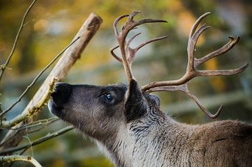 an adult reindeer from swedish lapland