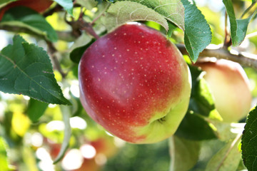reifer Apfel am Baum