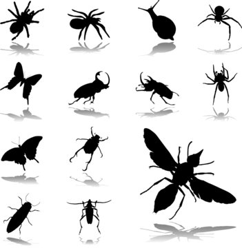 Set icons. Insects