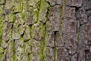 Baumrinde