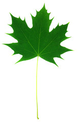 Detail view of a maple leaf over white background.