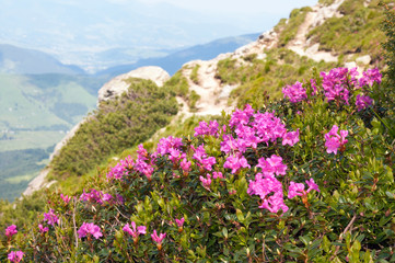 Obraz premium Red flowers on summer mountainside