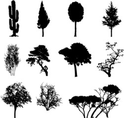 Big set isolated trees. Silhouettes