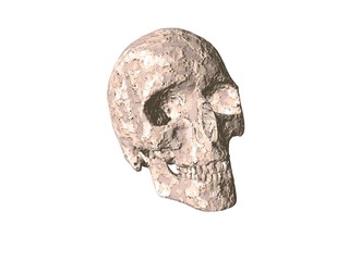 3D illustration of a human skull isolated