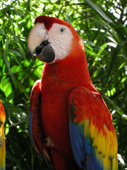 Stock photo of a brightly colored parrot's head and wings
