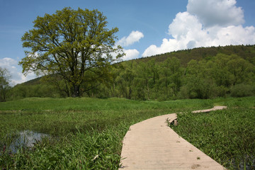 Holzweg