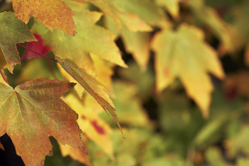 a close up picture of leaves in fall