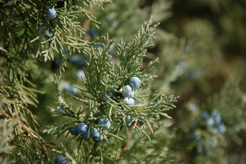 Juniper Berries