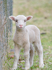 Obraz premium great image of a cute baby lamb