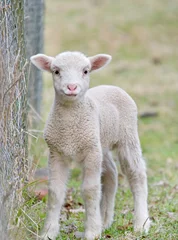 Papier Peint photo autocollant Moutons great image of a cute baby lamb