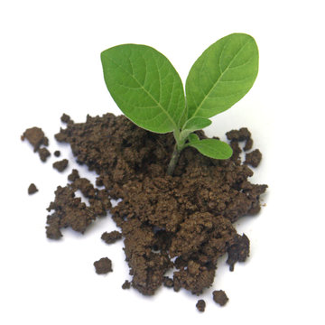 plantule