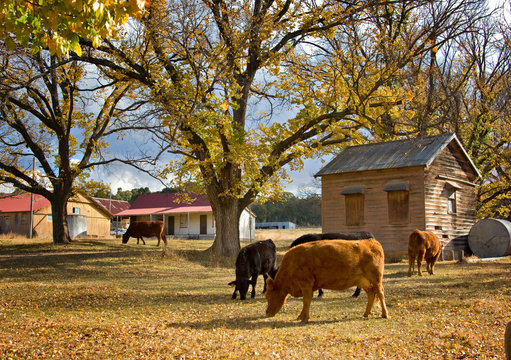 image of cows on the farm in autumn