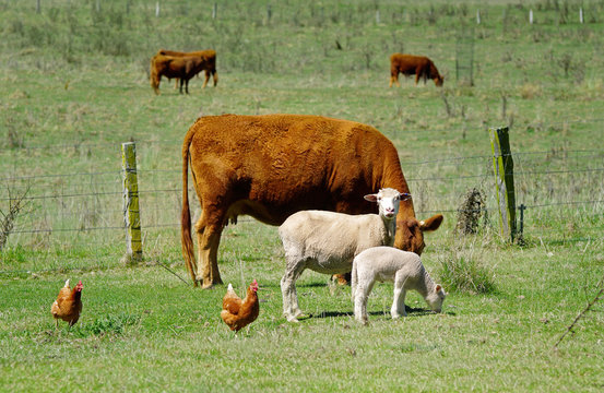 great image of sheep chickens and cows on the farm