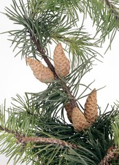 Obraz premium bunch of dwarf mountain pine with cones