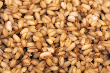 Wheat grains