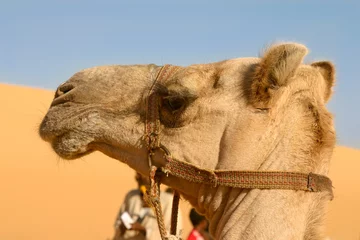 Fototapeten dromadaire du désert © Eléonore H