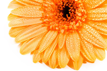 detail of orange daisy with water drops isolated