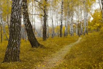 Fototapeta premium Autumnal birch tree