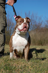Bulldogge