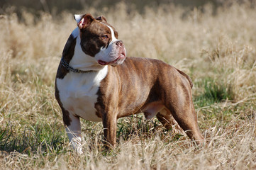 Bulldogge