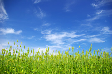corn with a blue sky