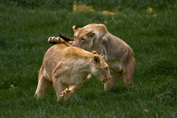 Fototapeta premium African Lionesses play fighting in the green grass