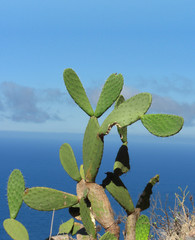Gomera Kaktus 1.2