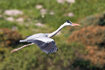 Grey Heron in flight with green background