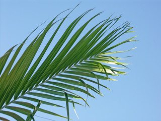 feuille de palmier sur ciel bleu
