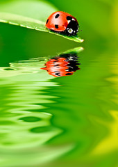 Ladybug on a leaf reflected on water