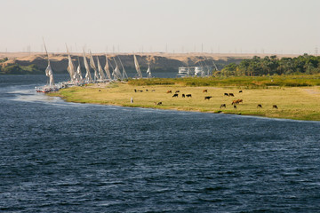 felouques sur les rives du Nil