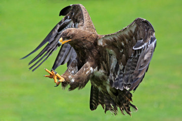 Adler © Frank Krautschick