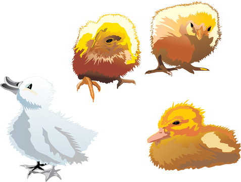 chickens and duckings on white