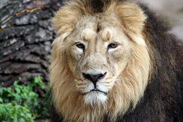 Obraz na płótnie Canvas Close up portrait of beautiful lion.