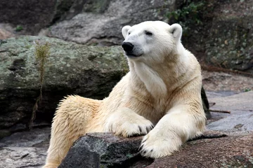 Gordijnen Close up of white arctic polar bear. © Speedfighter