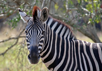 Fototapeta na wymiar Zebra, Zebra, Afryka Południowa