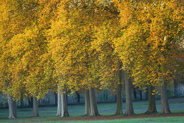 Naklejka premium lumieres de novembre