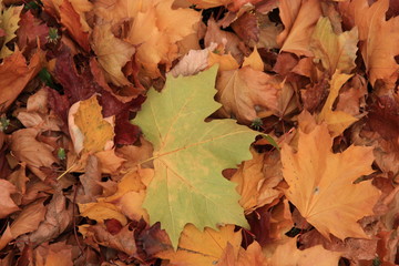 tapis de feuilles de platane
