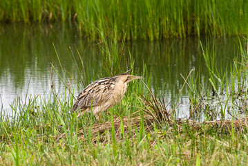 Bittern