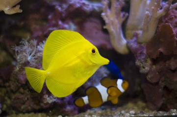 Naklejka na ściany i meble aquarium fishes and corals. zebrasoma and anemonefish