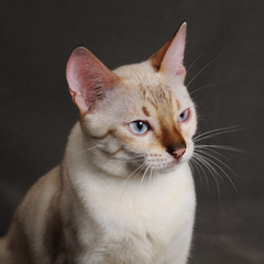 Detail of lovely snow bengal cat head