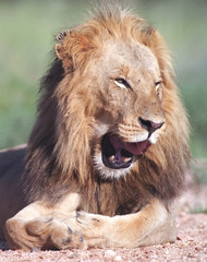 Portrait of smiling lion in Kruger park South Africa