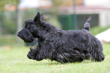 scottish terrier en pleine course