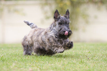 scottish terrier bringé,en course,langue pendante