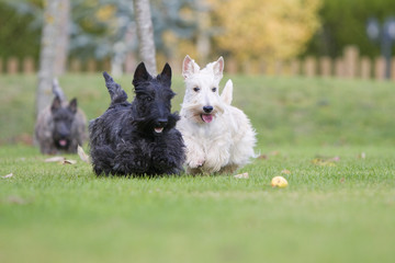 deux scottish terrriers jouant ensemble